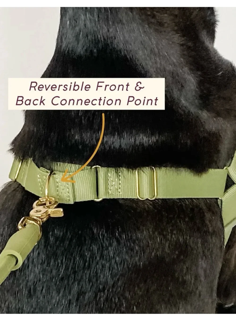 AWOO Roam Harness in Large & Infinity Leash
